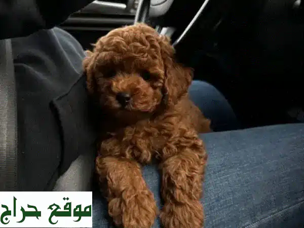 🐶 كلب بودل صغير - جرو رقيق ينتظر منزله الجديد! 🏡