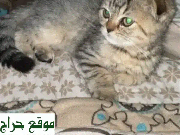 قطة سكوتش فتاة جميلة تبحث عن بيت دافئ! (٨٠ ريال فقط)