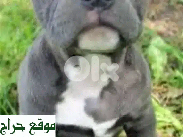 جراء بيتبول أصحاب العيون الزرقاء - ذكور وإناث...