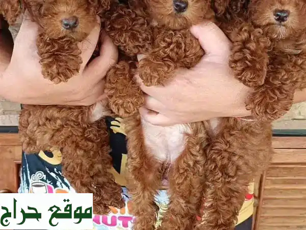 جرو كلاب بودل أليف - مُدرب منزليًا وصحته ممتازة!