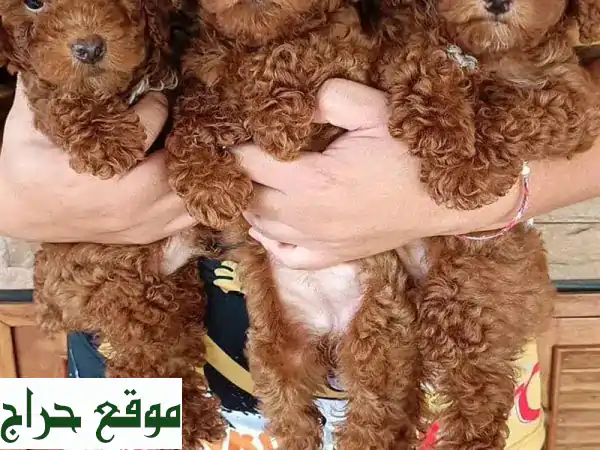 جرو كلاب بودل أليف - مُدرب منزليًا وصحته ممتازة!