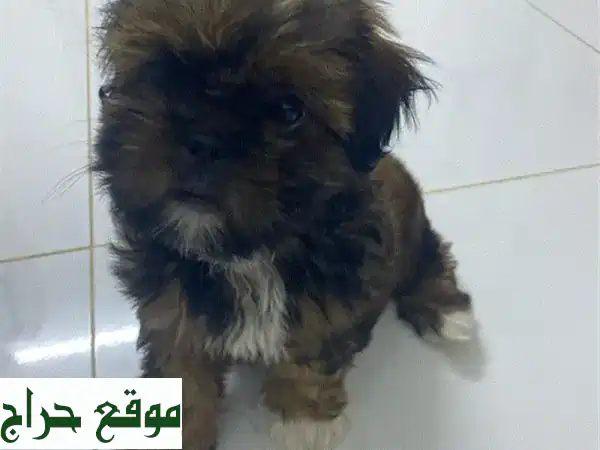 جرو شي تزو أنثى رقيقة، تبحث عن بيت دافئ!