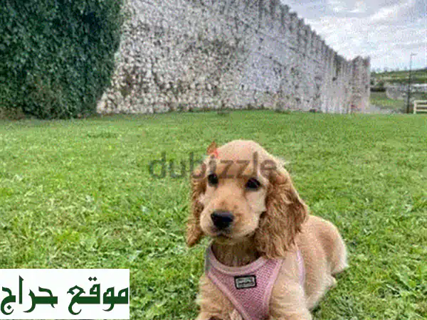 جرو كوكير سبانييل أصيل مستورد - جودة عالية وصحية ممتازة!