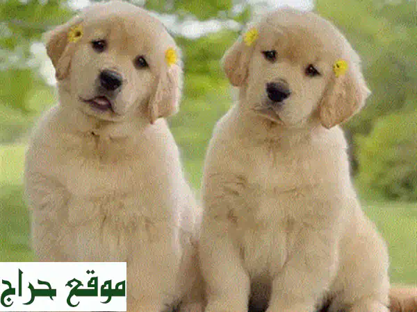 كِلاب بودل صغيرة… أنقى سلالة، أجمل رفيق!