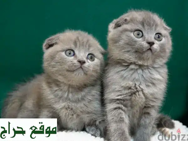 قطط اسكتلندية مطوية (سكوتيش فولد) جميلة - بيضاء...