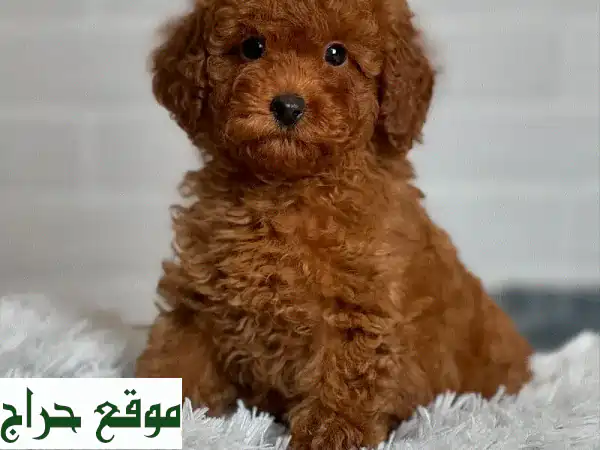 كِلاب بودل صغيرة… أنقى سلالة، أجمل رفيق!