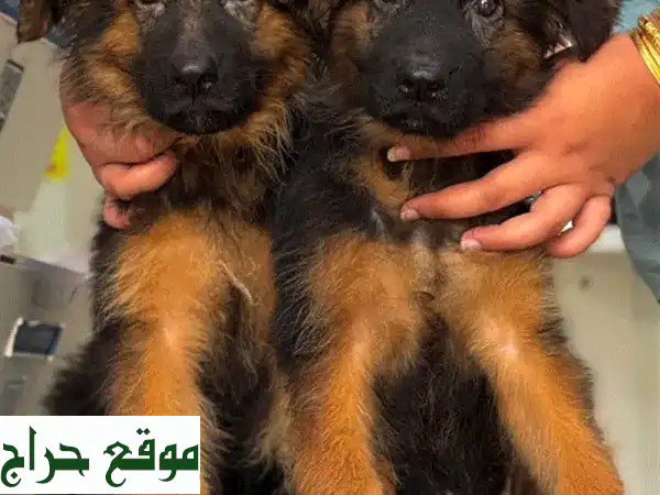 جرو جيرمن شيبرد ألماني أصيل - رفقاء رائعين لعائلتك!