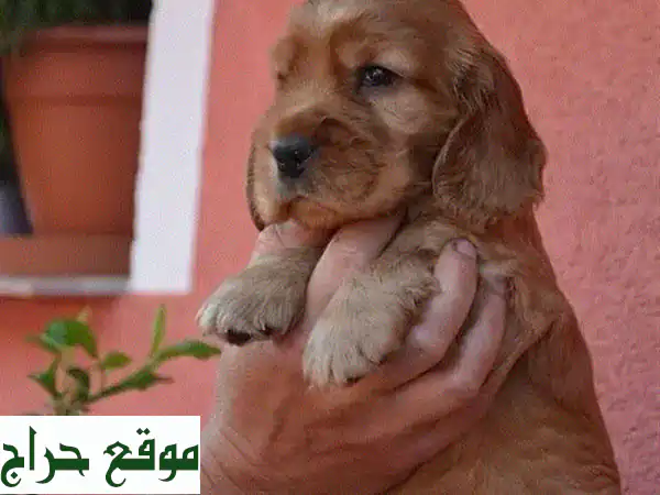 جرو كوكير سبانييل أصيل مستورد - جودة عالية...