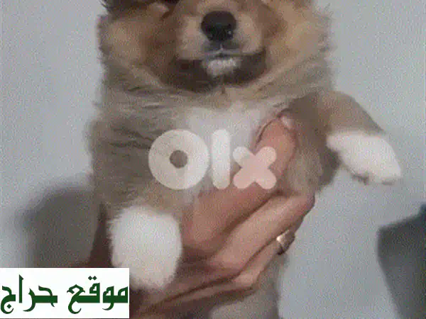 جراء بيتبول أصحاب العيون الزرقاء - ذكور وإناث متوفرة الآن!