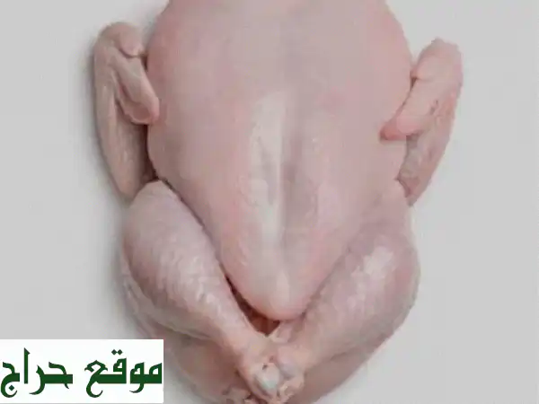 دجاج طازج مبرد - وزن 1600-1700 جرام - سعر لا يُقاوم!...