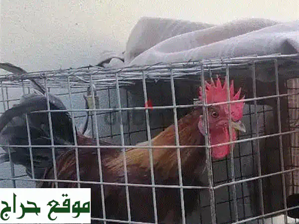 ديك صغير نشيط - عمر 7-8 أشهر - بسعر مغرٍ 3 دينار فقط!