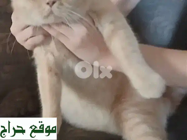 قطة منزلية رقيقة تبحث عن بيت دافئ ❤️  (معثورة عليها...