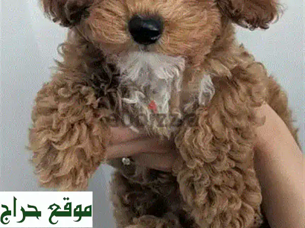 جلباب مالطي مستورد: كلب مالطيبو صغير معقم، مرح، ومناسب للعائلات!