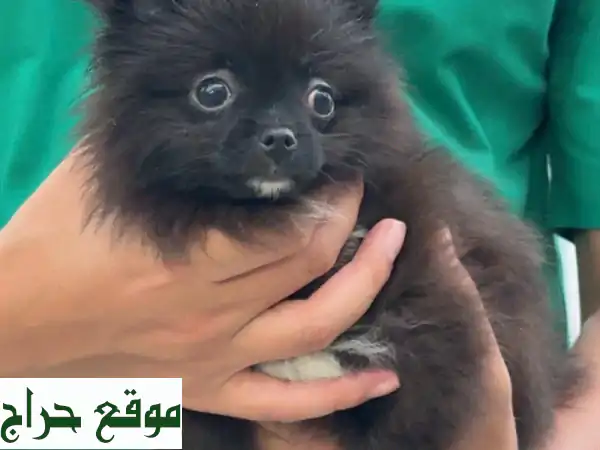 كلاب بومرنين صغيرة: أجمل رفيق لك! 🐾 (ميني وتي-كب) مع تطعيماتهم!