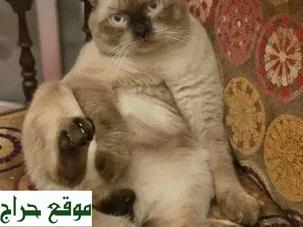 قطة منزلية رقيقة تبحث عن بيت دافئ ❤️  (معثورة عليها - تأكل دري فود فقط)