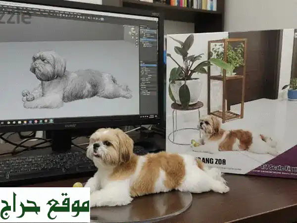 أزوس، شيتزو رقيق يبحث عن بيت دافئ ♥