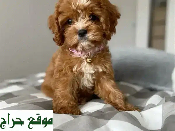 جلباب مالطي مستورد: كلب مالطيبو صغير معقم، مرح،...