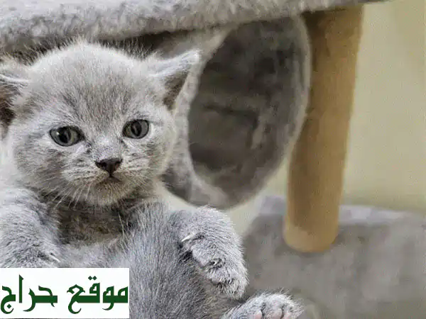 قطة سكوتش ستريت ذكر رائعة - صحية ومدربة بالكامل!