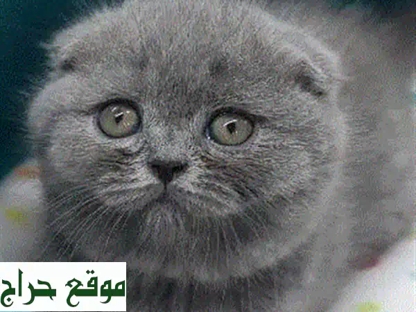 قطة فارسية رمادية صغيرة - نعومة لا تُقاوم! (شهرين فقط)