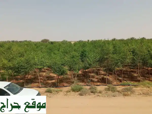 أشجار مثمرة وزينة: سدر، زيتون، نيم، لوز الهند وأكثر!...