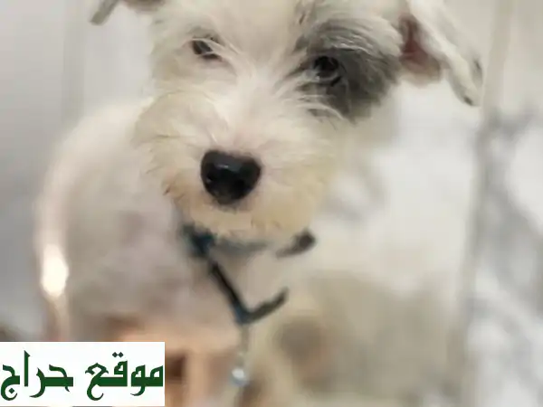 ماليتيبو رقيق ينتظر بيتاً دافئاً - 1700 فقط!