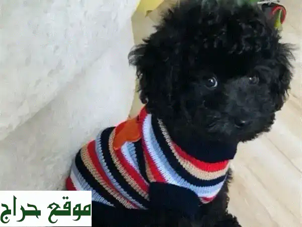 كلب بودل أسود صغير - رفيقك الجديد ينتظرك!