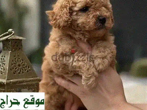 كلب بودل أسود صغير - رفيقك الجديد ينتظرك!