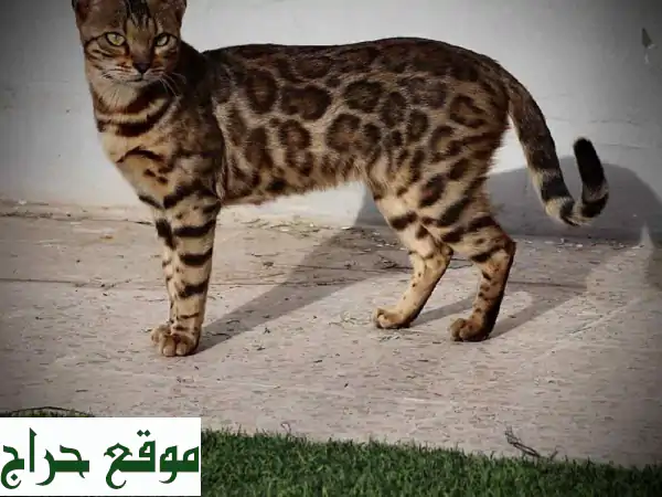 قطط بنغال نادرة للبيع - أصحاب شخصيات رائعة! (الرياض)