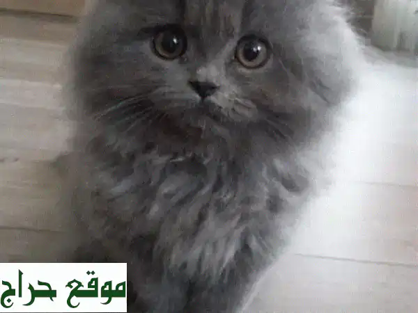 قطة فارسية رمادية صغيرة - نعومة لا تُقاوم! (شهرين فقط)