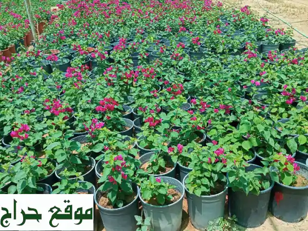 أشجار مثمرة وزينة: سدر، زيتون، نيم، لوز الهند وأكثر! - أصناف متنوعة وأحجام مثالية