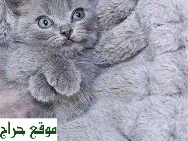 قطة سكوتش ستريت ذكر رائعة - صحية ومدربة بالكامل!