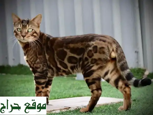 قطط بنغال نادرة للبيع - أصحاب شخصيات رائعة! (الرياض)