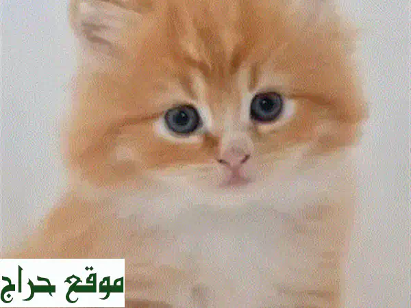 قطط للبيع بأحلى الأسعار! 😻  أكثر من مجرد حيوان أليف، رفيقٌ للعمر.