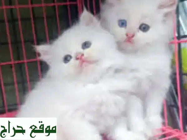 قطط للبيع بأحلى الأسعار! 😻  أكثر من مجرد حيوان...