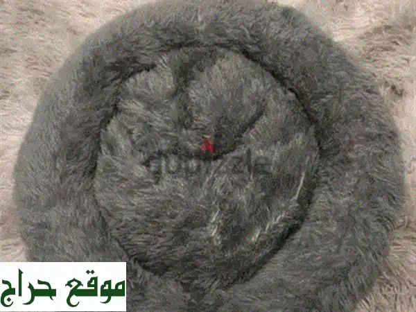 وعاءان لتغذية الحيوانات الأليفة ونوافورة ماء - بحالة ممتازة! (قطط، كلاب)