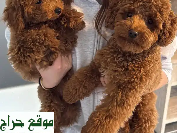 كُلاب بودل صغيرة - رفقاء رائعين ينتظرونك!