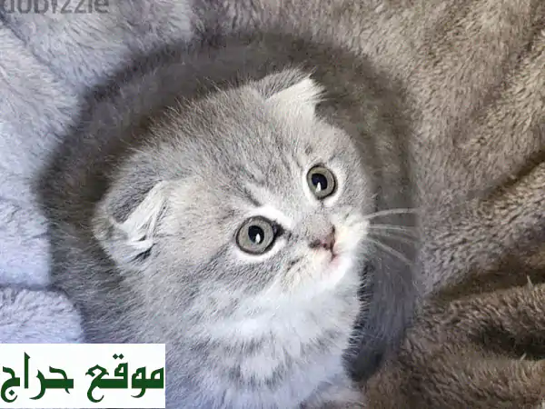 قطة اسكتلندية فولد أنثى - ٣ أشهر - صحية جداً!