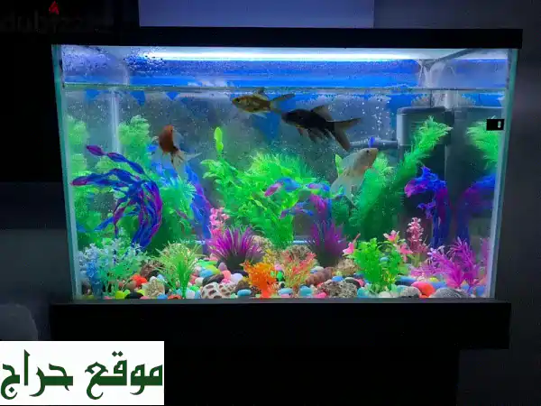 حوض أسماك فاخر مع رف خشبي أنيق - ابتسم مع عالمك...