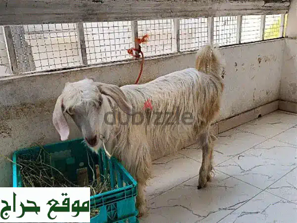 ماعز عُمانيّة صحية للبيع - أنثى عمرها 6 سنوات ونصف!