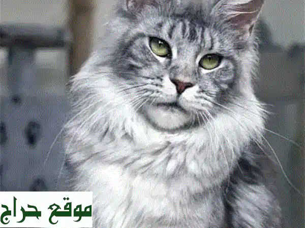 قطط مين كون فضية نادرة للبيع - أليفة وصحية!