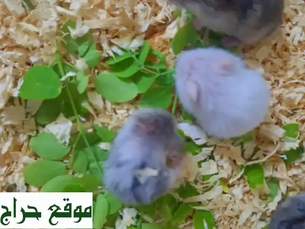 هامستر روسي - 7 فروخ رائعين عمرهم 25 يومًا فقط! 😍