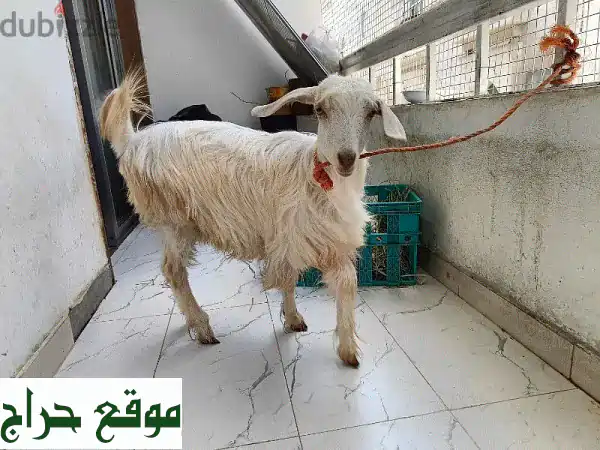 ماعز عُمانيّة صحية للبيع - أنثى عمرها 6 سنوات ونصف!