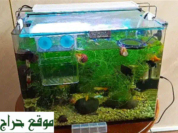 حوض أسماك فاخر مع رف خشبي أنيق - ابتسم مع عالمك البحري الخاص!
