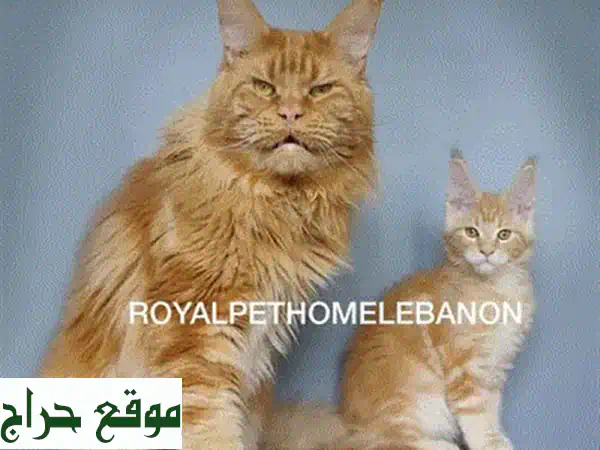 قطط مين كون فضية نادرة للبيع - أليفة وصحية!