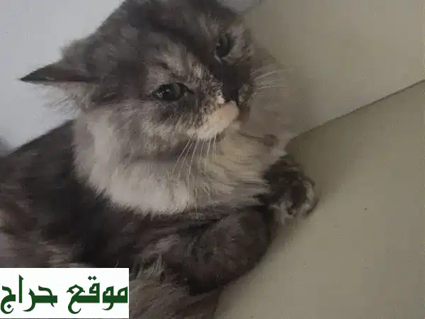 فرصة ذهبية! قطتي الفارسية اللطيفة تبحث عن بيت جديد...