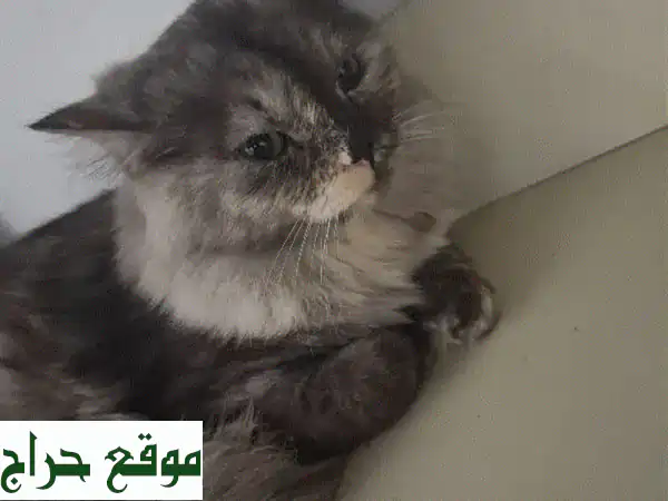 فرصة ذهبية! قطتي الفارسية اللطيفة تبحث عن بيت جديد (بيع عاجل!)