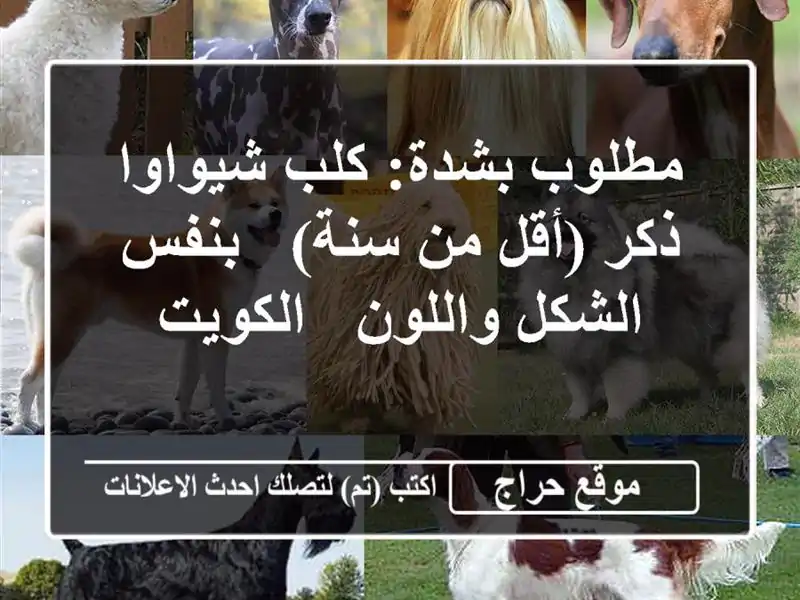 مطلوب بشدة: كلب شيواوا ذكر (أقل من سنة) - بنفس...