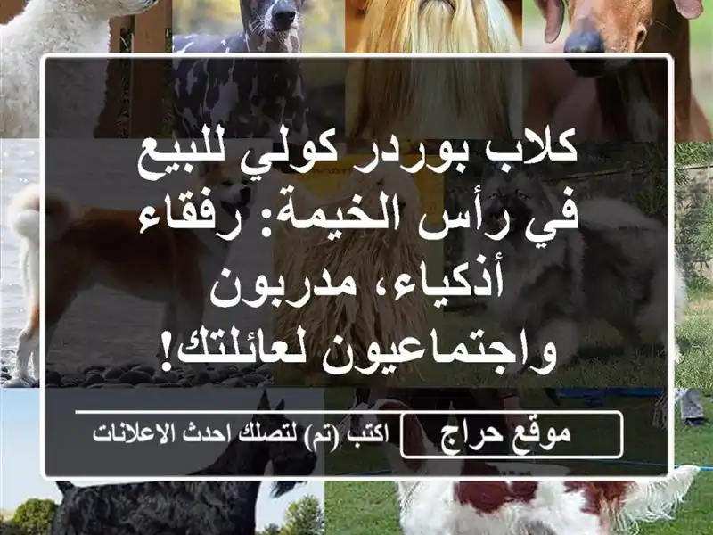 كلاب بوردر كولي للبيع في رأس الخيمة: رفقاء...