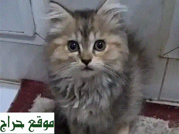 قطط للبيع: 3 كيتنز إناث فاتنات (فارسي x تركي) بعمر شهرين | حنونات وجاهزات لمنزل دافئ!