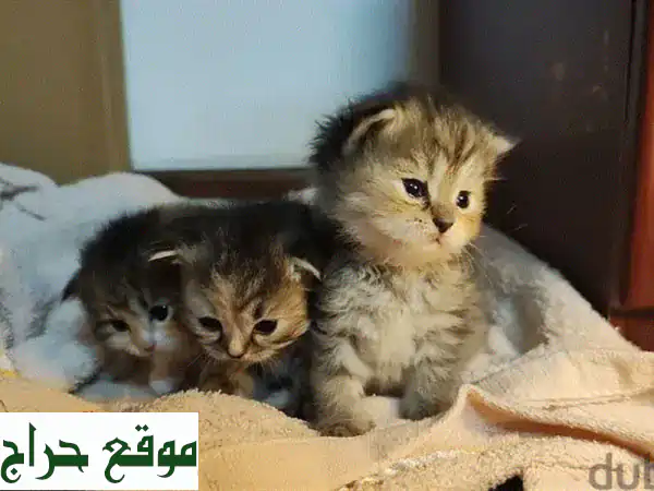 قطط للبيع: 3 كيتنز إناث فاتنات (فارسي x تركي) بعمر شهرين...